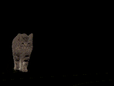 a close up of a cat with the words ur pp is small : 3
