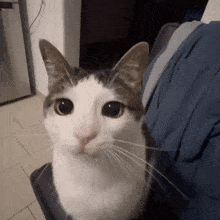 a close up of a cat with big eyes
