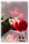 Love You Wallpaper GIF - Love You Wallpaper Rose GIFs