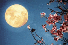 a full moon is visible behind a cherry blossom tree .