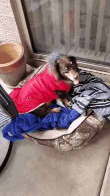 Get That Bed Dog GIF - Get That Bed Dog Dig GIFs