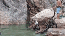 Tiger Zoo GIF - Tiger Zoo Cooling Off GIFs