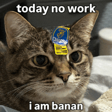 a cat with a chipotle label on its head