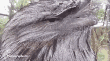 Eagle Eyebrows GIF - Eagle Eyebrows I See What You Did There GIFs