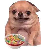 a chihuahua is sitting next to a bowl of cereal