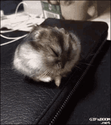 Party Dance GIF - Party Dance Hamster GIFs