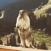 Now Beaver Screaming Now GIF - Now Beaver Screaming Now Beaver Yelling Now GIFs