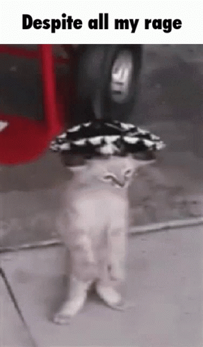 Despite All My Rage Despite GIF - Despite All My Rage Despite All