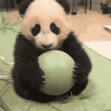 Funny Panda GIFs | Tenor