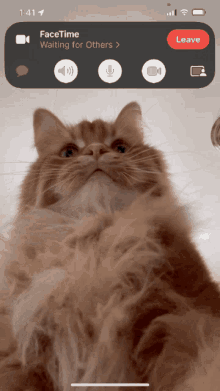 Facetime Cats GIF - Facetime Cats Theoreocat GIFs