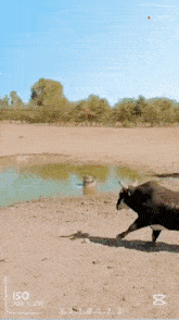 a picture of a bull jumping over a body of water with iso set to 100