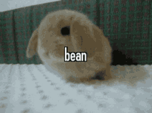 Animals With Captions Bean Bunny GIF