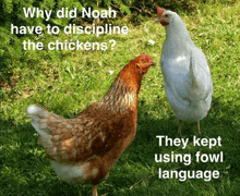 why did noah have to discipline the chickens ? they kept using fowl language written above two chickens