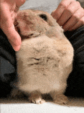 a close up of a person holding a rabbit