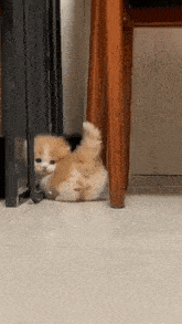 Cat Cute GIF - Cat Cute Silly GIFs