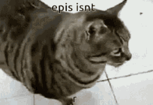 Epis Epis Fat GIF - Epis Epis Fat Chonker GIFs