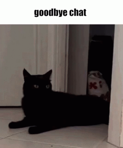 goodbye cat