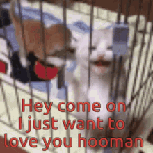 Kittens Hooman GIF - Kittens Hooman Hey GIFs
