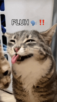 a cat is sticking its tongue out with the word pluh written above it