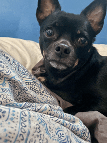 Chihuahua Feisty GIF - Chihuahua Feisty Monty GIFs