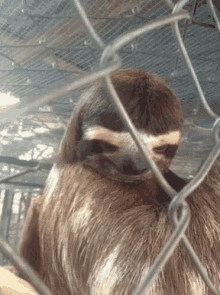 Sloth Eye Brows GIF