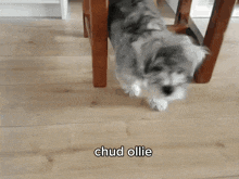 a dog is running with the words chud ollie written on the bottom