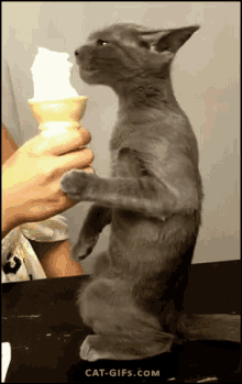 Cat Eating Ice Cream GIFs | Tenor