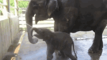 Bath Time! GIF - Elephants Babies Baths GIFs