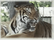 Tiger Rawr GIF - Tiger Rawr Growl GIFs