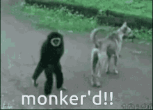 Monkey Prank GIF - Monkey Prank Funny GIFs