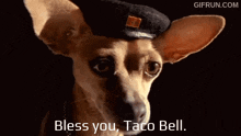 Taco Bell Taco Bell Dog GIF - Taco Bell Taco Bell Dog Taco Bell Chihuahua GIFs