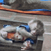 a monkey is playing with a stuffed animal while a dog is laying on the ground