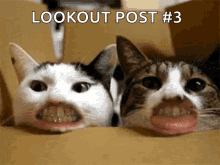 Cats Lips GIF - Cats Lips Big GIFs