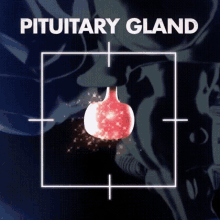 Pituitary Gland Brain GIF