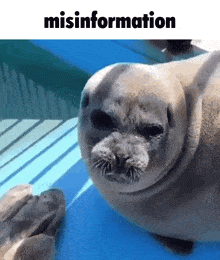 Misinformation Seal GIF - Misinformation Seal Eating GIFs