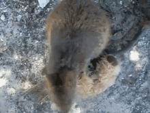 Give Me GIF - Quokka Camera Steal GIFs