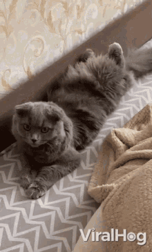 Cat Lying Down Viralhog GIF - Cat Lying Down Viralhog Weird Position GIFs