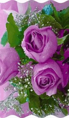 Pink Roses GIF