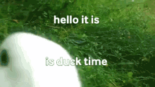 Duck Time Duck GIF - Duck Time Duck GIFs