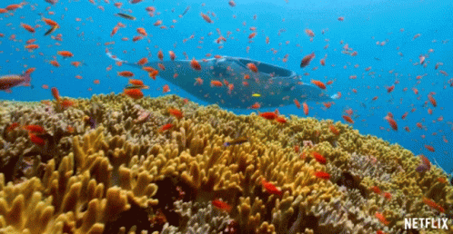 Best Marine Animals - Coral Reefs: