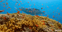 Swimming Coral Reef GIF - Swimming Coral Reef Manta Ray GIFs