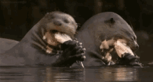 Otters Eating GIF