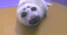 a seal puppy is laying on its back on a table looking at the camera .