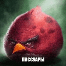 Terence Angry Birds GIF