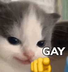 a gray and white cat is pointing at the camera with a yellow finger and the word gay .