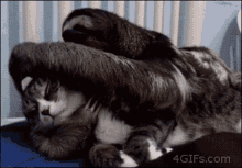 Cat And Sloth Pet Head GIF - Cat And Sloth Pet Head Cute GIFs