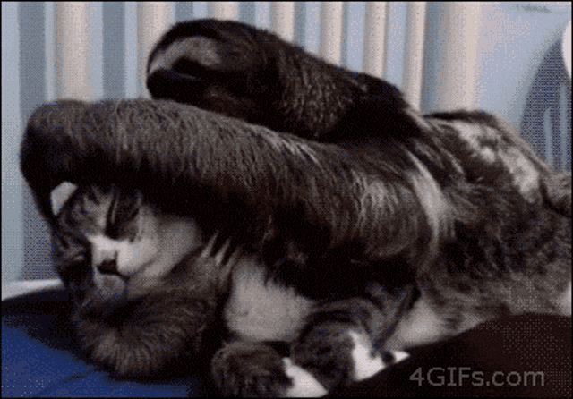 sloths cuddling gif