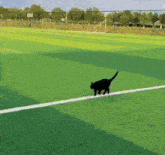 a black cat is walking across a green field