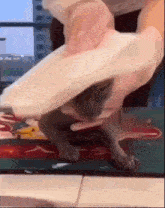 a person is holding a cat in their hands on a rug
