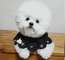Dog Cute GIF - Dog Cute Adorable GIFs